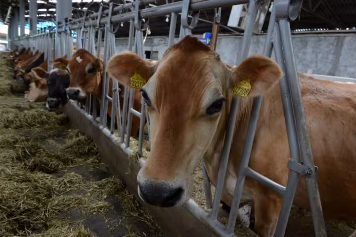 L'utilisation d'antibiotiques comme additifs pour alimentation animale sera interdite en Arménie